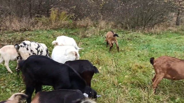 с козами легче ,чем с коровами ! смотреть онлайн