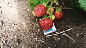 ОБЗОР САДОВОЙ ЗЕМЛЯНИКИ ЛОРД