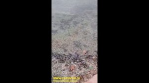 Видеоотзыв из Баварии о кораблике Камарад