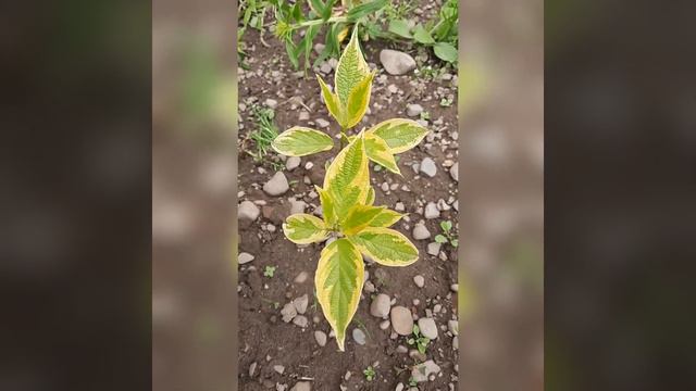 Спірея,вейгели, дерени,калина бульдонеж, пузиреплодники...мої новинки смотреть онлайн