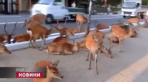 Стадо городских ОЛЕНЕЙ в Японии. Ручные Олени.