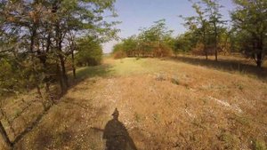 Охота на голубя в лесополосе. Сакский район, Крым.