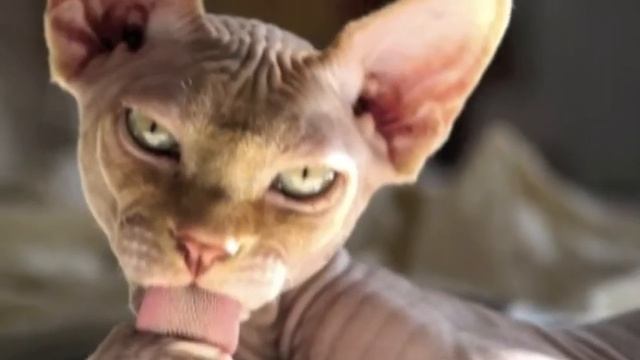 Ichiban, sphinks, канадский сфинкс смотреть онлайн