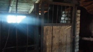 Спаривание лошадей