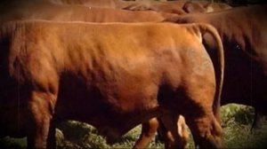 Кормление и содержание быков производителей