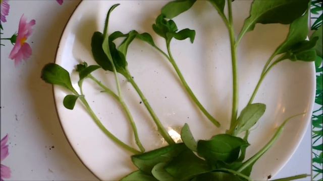 РАЗМНОЖЕНИЕ ПЕТУНИИ ЧЕРЕНКАМИ 2017 смотреть онлайн