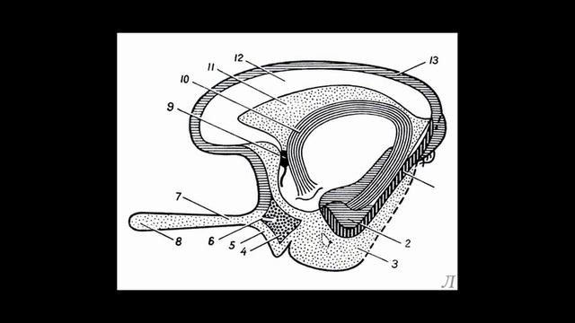 Обонятельный мозг. Rhinencephalon анатомия. Обонятельный мозг строение. Обонятельный мозг схема. Обонятельный тракт латынь.