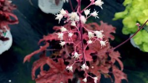 HEUCHERELLA `RED ROVER`