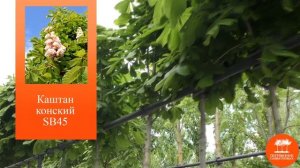 Аллейные деревья с обхватом ствола на высоте 1 м – от 10-12 см