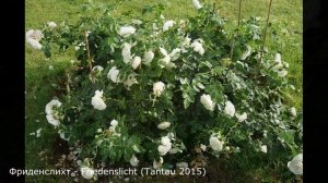 Краткий обзор розы Фриденслихт - Friedenslicht (Tаntau 2015)