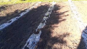 Арбузы 2020. Июнь