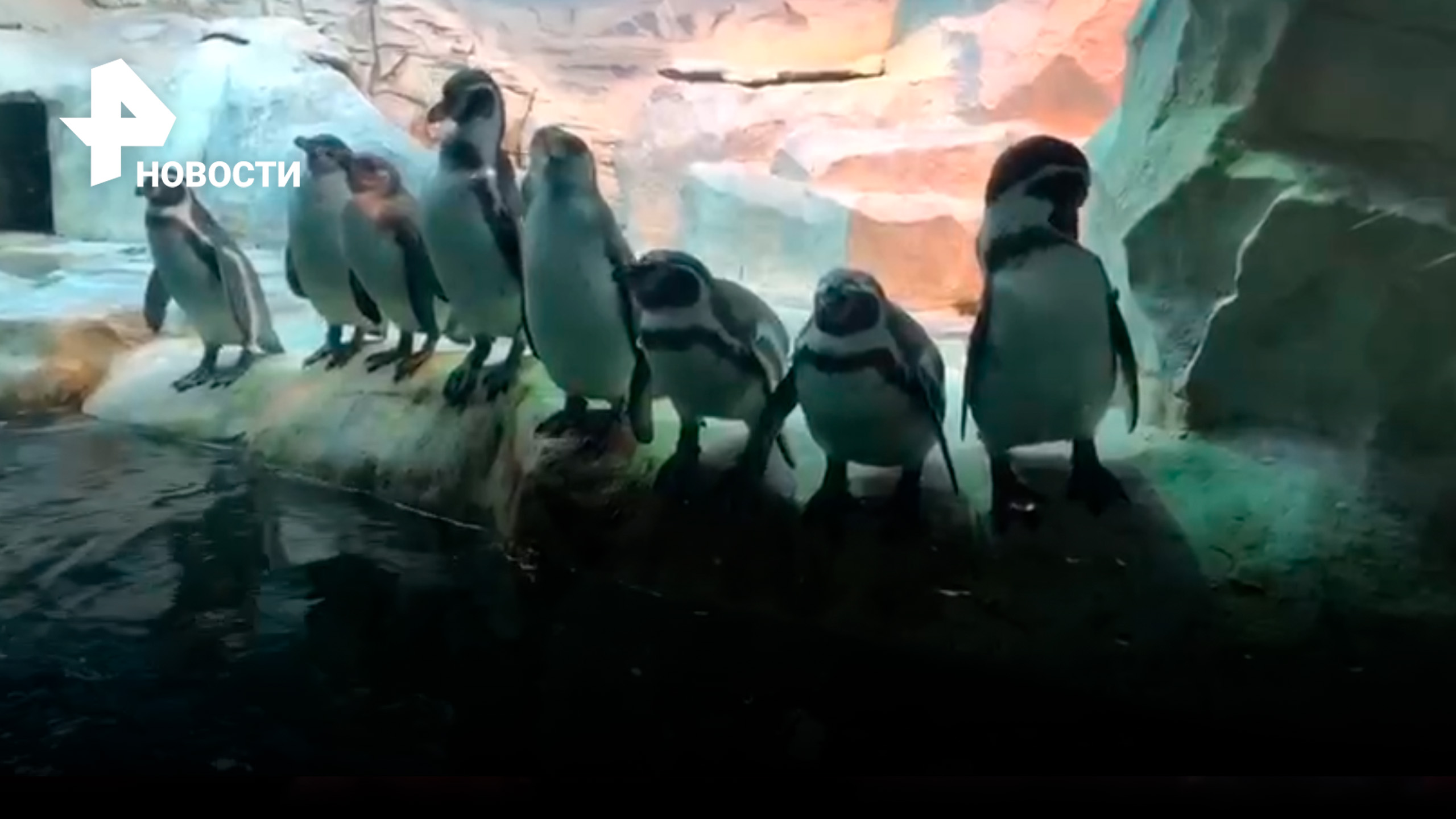 Московский зоопарк показал, как пингвины отдыхают у бассейна / РЕН Новости