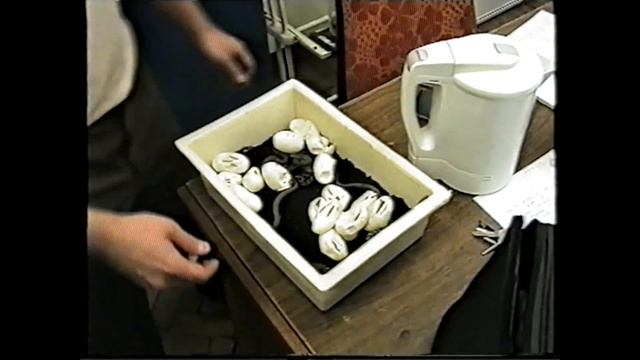 Размножение змей.  Вылупление змеенышей.  Нескучная жизнь.