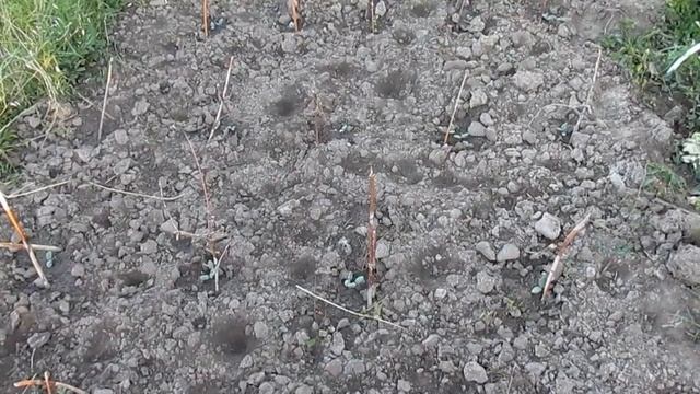 Поздние огурцы - мой эксперимент смотреть онлайн