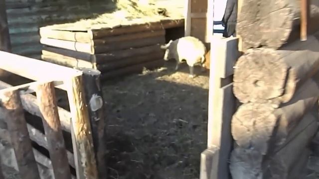 венгерская мангалица зимовка