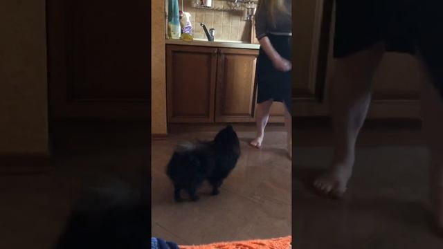 Чёрный мини шпиц танцует, приколы с животными, ржака. Смешные животные.