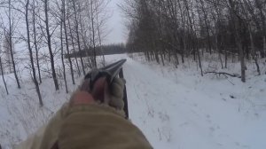 Охота с гончими 08.11.2023. ГРЕЙ отработал на все 100%!!! Заяц добыт!!!