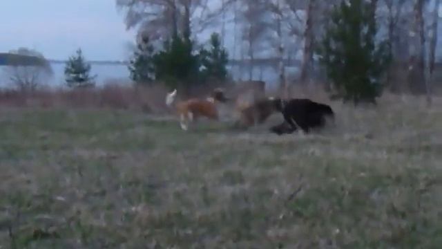 Московские сторожевые и тибетский мастиф смотреть онлайн