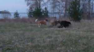 Московские сторожевые и тибетский мастиф