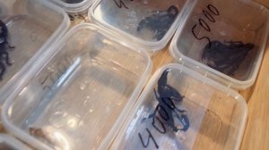 REPTILIUM 07.10.2023 МОСКВА. Выставка-продажа террариумных животных. Купил себе скорпиона ?