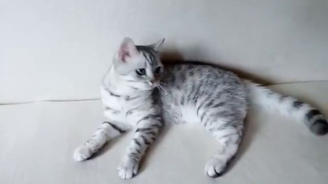 Британский котенок серебристого пятнистого окраса Aillen Irrabell*BY смотреть онлайн