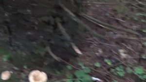 Говорушка желто - оранжевая (перевернутая). Как распознать. Грибы в лесу.