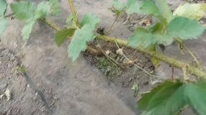 Плодоношение на Караке Блэк закончилось. Что дальше?