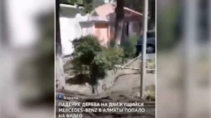 В АЛМАТЫ ДЕРЕВО УПАЛО НА ДВИЖУЩЕЙСЯ АВТОМОБИЛЬ