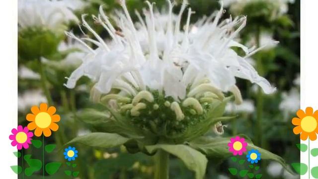 Монарда гибридная Schneewitchen. Краткий обзор, описание характеристик, где купить саженцы смотреть онлайн