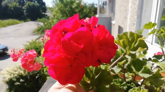 На балконе герань начинает цвести, распустились стеллары звездчатые. Идём на улицу. смотреть онлайн