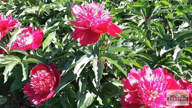 НОВЫЙ ПРИХОД ПИОНОВ!!! КАК ПРАВИЛЬНО ВЫБИРАТЬ И ХРАНИТЬ ПИОНЫ!!! смотреть онлайн