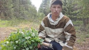 Заготовливаем берёзовые веники для бани.
