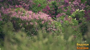 Сильная молитва оберег от врагов. Слушайте каждый день и враг не коснется вас.Не пропустите Молитву