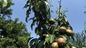 Груша Парижанка