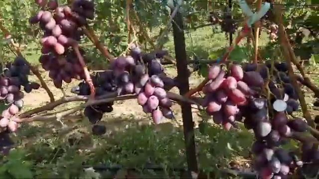 Сорт винограда Багратион 25 августа 2020 виноградник Щереденкова В. А