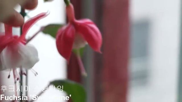 후크시아 스윙타임 Fuchsia 'Swingtime' смотреть онлайн