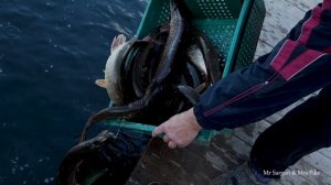 Зарыбление щукой. Озеро Трофей. 19 10 2023