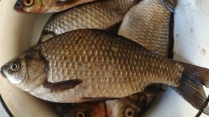 Рыбалка на карася днём