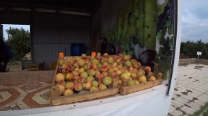 Поехали на Азовское море. Покупаем персики в садах в поселке Кучугуры