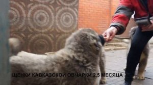 Питомник Кавказских овчарок РУССКИЙ РИСК www.r-risk.ru Продает щенков. +79262205603 Татьяна Ягодкин
