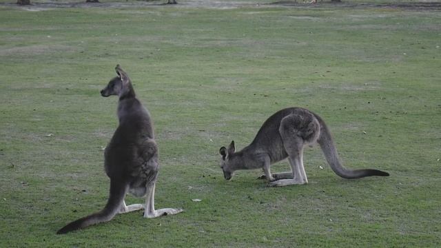 Преимущества получения гражданства Вануату смотреть онлайн