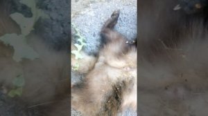 ЛПХ у Александра поймали куницу в курятнике самца
