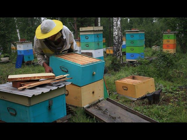 Первый мёд смотреть онлайн