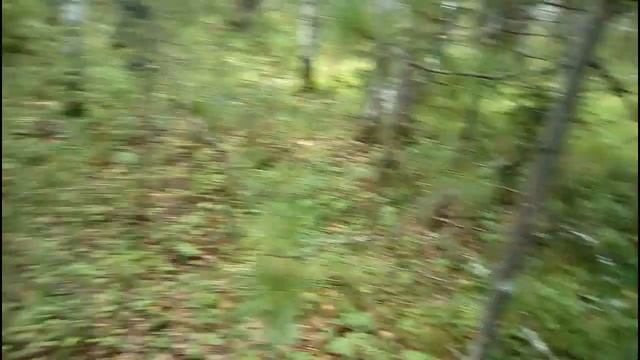 В Тайге. Заготовка белого гриба. смотреть онлайн