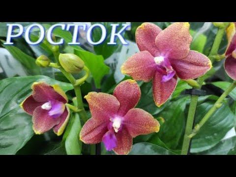 №828/ СОРТОВЫЕ орхидеи  и ЭКСКЛЮЗИВНЫЕ растения в с/ц РОСТОК