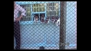Статные голуби "Алтайские шалевые" братьев Стихаревых Владимира и Юрия, г. Барнаул, 1998г.
