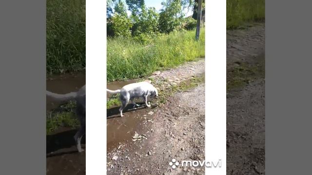 У Лабрадора грязевые ванны собака как поросёнок