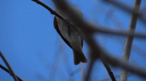 Глухая кукушка и пеночка теньковка. Голос. Гнездо.