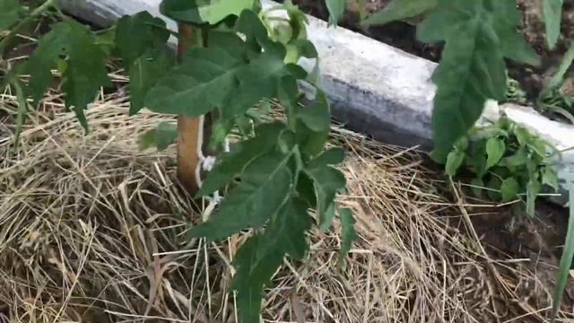 Уход подкормка за высокими помидорами сейчас / дневник огородника 3