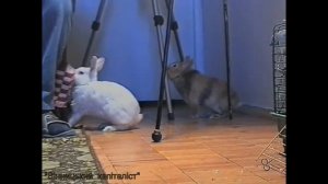 Почему нельзя бесплатно отдавать кроликов. Продать кролика или отдать бесплатно. Разведение кролико